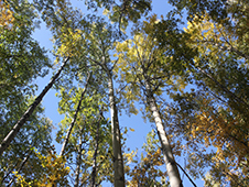 Forest Resource Program Photo